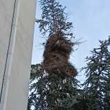 ...che garantiscono maggiore stabilit� e offrono protezione da eventuali predatori grazie all�altezza e alla chioma fitta